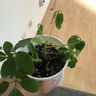 泰西丝绿植盆栽植物室内客厅绿植小盆景四季常青办公室小盆栽花卉 实拍图