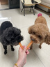 约翰农场狗狗零食大礼包宠物训犬鸡胸肉干泰迪博美金毛幼犬磨牙肉干 鸭胸肉脯100g 【多人选择】 实拍图