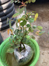 沫澄3颗 耐寒蔷薇花苗爬藤四季开花室内盆栽室外藤本月季花卉易活植物 03大游行 精品花苗 不含盆 实拍图