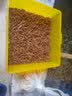 泷戈面包虫活体大麦虫乌龟蜥蜴仓鼠蝎子蜘蛛八哥鸟守宫鱼饵鱼活体饲料 2-3cm2000条(送镊子饲料) 实拍图