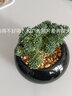 迎虞花苑多肉植物新款精品稀有进口小贵货清棚四季罕见含盆土冬季名贵 球松 圆球陶瓷盆种好发货 晒单实拍图