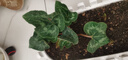干水苔蝴蝶兰君子兰花多肉石斛营养泥土苔藓盆栽保湿乌龟冬眠垫材润景 精选干苔藓(100克) 实拍图