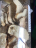 藏曦堂菟丝子  中药材 水洗兔丝子 可用作泡酒料 小菟丝子 250克*1罐 实拍图