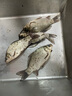 黄金眼芦苇系列鱼漂醒目加粗浮标高灵敏浅水鲫鱼漂黑坑鲤鱼漂可定制漂尾 L-1099 3号一支加粗尾 实拍图