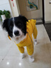 SLPC狗狗雨衣大型犬四脚全包金毛雨衣带帽子尾罩防水中型宠物雨衣 蛋黄色 8XL（适合约35到55斤） 实拍图
