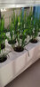 乾元益菜 阳台无土栽培蔬菜种植机水培设备家用种菜神器室内家庭种植箱 新款四层立体水循环带灯套装 大 实拍图