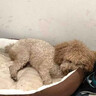 瓜洲牧猫窝狗窝冬季保暖加厚椭圆窝封闭式四季通用大号宠物窝冬天小型犬 优质棉【加高加厚】咖啡色 XL-超大型85*65【推荐50斤以内】 实拍图