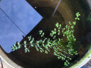 自然空间（ZRKONJN）南天竹盆栽绿植中式桌面书房盆景 绿萌釉陶盆南天竹+100镂空座 晒单实拍图