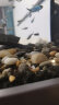 迪普尔黑色火山石2.5kg鱼缸造景水草泥底砂底部石头火山岩颗粒底沙滤材 晒单实拍图