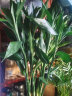 富贵竹水培植物盆栽绿植花卉室内花客厅招财水养转运竹节节高 富贵竹50-60厘米12颗（热卖款 不带花瓶 实拍图