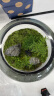 OIMG趣味苔藓微景观创意桌面生态瓶盆栽盆景摆件造景办公室植物绿植物 登云 晒单实拍图