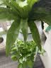 新房子 花架阳台客厅室内外多层简约欧式金属装饰架绿萝多肉花盆架子 白色大号直径25*高80 实拍图