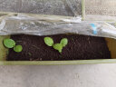 花沃里贝贝南瓜种子10粒/包 蔬菜种子盆栽阳台种菜土菜籽阳台/庭院种植 晒单实拍图