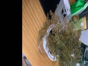 开时果 大文竹盆栽老桩精品植物 大棵文竹室内大型绿植盆景源头直发包邮 3年小文竹+早安水培盆/约15-25cm 实拍图