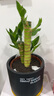 绿荫巷子富贵竹植物迷你盆栽室内办公室好养文昌竹绿植四季常青步步高花卉 【韩式水泥盆】3支富贵竹+日式猫 实拍图