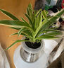 锦枫锦枫（jinfeng）办公室水培绿植花卉盆栽玻璃花盆水培植物 办公室B【4盆】 含盆栽好 实拍图