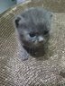 宠六一 猫咪玩具球 逗猫球 静音弹性涤纶毛绒球 解闷自嗨 毛球 猫猫 绒毛球 直径3cm 马卡龙混色30个 实拍图