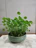 源老舍无孔水培花盆铜钱草花盆陶瓷水仙花睡莲碗莲荷花水培容器一叶莲盆 雪胎梅骨-中号 实拍图