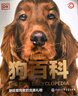 DK狗百科 实拍图