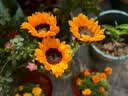 京东鲜花   【一寸阳光】向日葵3枝 实拍图