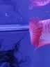 百因美（BIOZYM） 硝化细菌胶囊水族消化细菌鱼缸净化水质 观赏鱼养鱼用品 龙鱼及魟鱼硝化菌胶囊30粒 实拍图