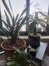 绿盼水培营养液植物通用浓缩肥巴西木一帆风顺龟背观音竹铜钱草水仙花 实拍图