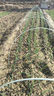 时光旧巷小拱棚支架杆蔬菜拱棚骨架育苗菜棚花棚玻璃纤维杆弹力棒农用大棚 6毫米粗3米长【20根】 实拍图