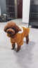 喵先生宠物狗狗衣服泰迪衣服冬季狗衣服中小型犬比熊衣服两脚款棉衣用品 小熊款羊羔绒棉衣 L号建议体重10-12斤 实拍图