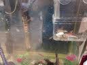 FISH BABY鱼缸加热棒加温棒鱼缸加温器恒温加热器小型热带鱼专用超短电热棒 100W 加强高硼硅防爆/自动恒温 实拍图
