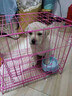 果粒之星纯种拉布拉多犬活体宠物狗拉布拉多幼犬导盲犬寻回犬大型犬 血统级 实拍图