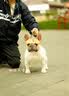 皇家（ROYAL CANIN）【防伪可查】皇家狗粮 皇家中型幼犬（MEJ32）15KG 实拍图