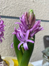 绿丝绦风信子种球水培花卉土培种子四季室内室外耐寒植物花苗盆栽 紫色感动（紫色） 3连套盆 实拍图