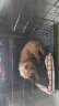 宠乐乖（CHONGLEGUAI）狗笼猫笼狗笼子中小型犬带厕所幼犬折叠便携猫笼子猫咪兔笼600ZG 实拍图