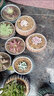 行湘一片心仙人掌多肉植物钱串子多肉盆栽  一片心+素陶盆 源头直发 实拍图