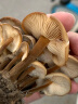 多彩的蘑菇世界(东北亚地区原生态蘑菇图谱)(精) 晒单实拍图