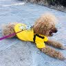 嬉皮狗（hipidog） 狗狗衣服秋冬季泰迪衣服小型犬保暖打底衫防掉毛比熊幼犬衣服 黄色条纹 XL (建议体重11-16斤) 实拍图