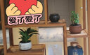 金钻盆栽绿公主盆栽植物办公室内客厅四季常青桌面绿植 绿公主+白瓷盆 带盆栽好 实拍图