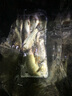 川泽轻口小碎目鲫鱼漂高灵敏纳米浮漂超灵敏醒目浮标防风浪走水顿口漂 8号（吃铅3.5克）湖库远投 葫芦型 灵/稳/准 实拍图