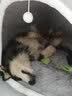 KimPets狗窝大型犬冬季保暖狗狗床可拆洗冬季猫窝封闭式狗屋冬天宠物用品 橙灰拼接色+加厚毛毯 3XL号【100*70*60cm适合75斤内】 实拍图