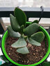 蝴蝶之舞 玉树盆栽老桩盆景大型多肉植物室内阳台办公桌红边大叶多肉植物 玉树1年苗【3颗】 不含盆 实拍图