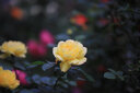腾龙 Tamron 35 45 85 1.8 90二手镜头大光圈人像微距口腔全画幅单反定焦镜头 腾龙85mm F1.8 VC USD F016 单反佳能口 实拍图