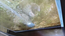 YINASI鱼缸氧气泵超静音增氧泵家用养鱼小型打氧泵大气量充氧泵加氧泵 【静音增氧】单孔3W 裸泵无配件 实拍图