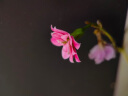 卡色（Kase）大师级百微镜头Pro 手机微距镜头高清拍摄花卉植物细节微观背景虚化聚焦主体摄影配件 大师级百微镜头Pro【新款】 实拍图