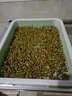 朵咔园艺水培蔬菜豆芽菜发芽盆芽苗菜育苗托盘无土栽培设备豆苗种植芽菜 【升级款】4带盖保温盘+4包种+壶 实拍图