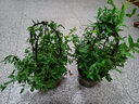 法国香水茉莉花苗冬季带花苞长青绿植花卉盆栽 黄茉莉爬藤植物耐寒花卉 法国香水中苗不含盆 含盆 实拍图
