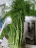 茗君鲜顺丰包邮山东茴香菜新鲜茴香苗现摘头茬荤香嫩叶小茴香饺子馅蔬菜 茴香3斤（顺丰/京东包邮） 实拍图