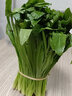 辰实云南大香菜 德宏缅芫荽 刺芫荽 傣族傣味香料 新鲜蔬菜 500g【新鲜云南大香菜】 实拍图