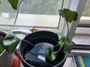 疯狂水草鱼缸造景水草泥和种子底砂装饰生态套餐水草用品 【一代水草泥10斤 】+种子基肥3件套 实拍图