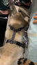 PEITE PET狗狗牵引绳中大型犬狗绳牵引绳背心式反光胸背带柴犬柯基遛狗绳 橙色胸背带（+1.5米牵引绳） L（建议32-55斤） 实拍图