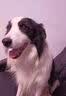 睿福祥土狗狗粮幼犬成犬通用型10斤装中华田园犬幼犬成犬通用型营养鲜粮 10斤装/冻干六拼（营养加倍） 0lb 实拍图